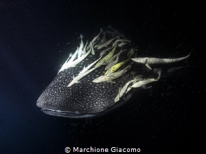 Whale Shark in the night
Huvadhoo Atholl
Nikon D800E , ... by Marchione Giacomo 